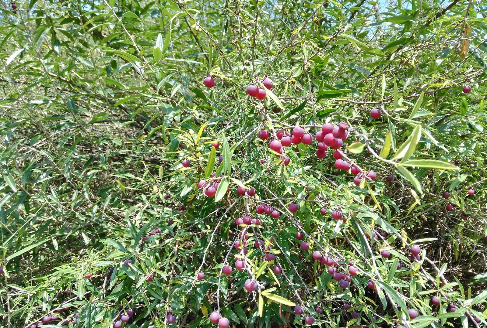 农村版小苹果光头强版小苹果