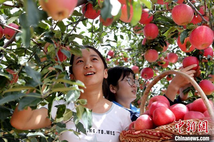 农村版小苹果光头强版小苹果-第2张图片-太平洋在线下载