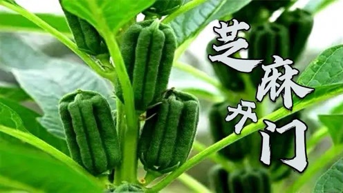 芝麻视频客户端芝麻影视大全在线观看电脑版官方网站-第2张图片-太平洋在线下载