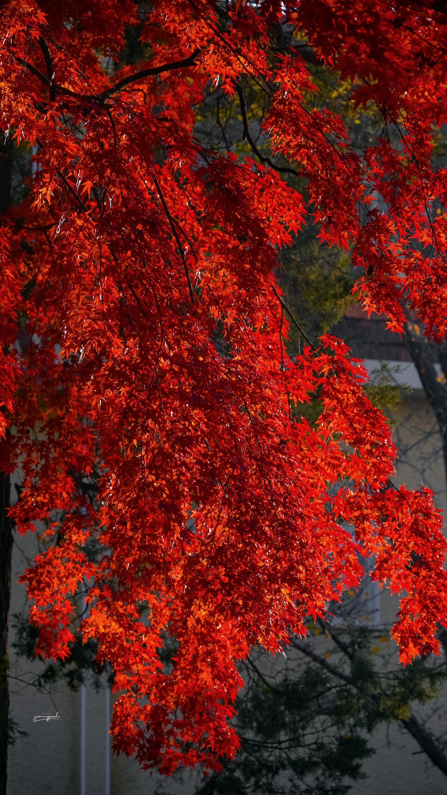 手机版的时候的简单介绍